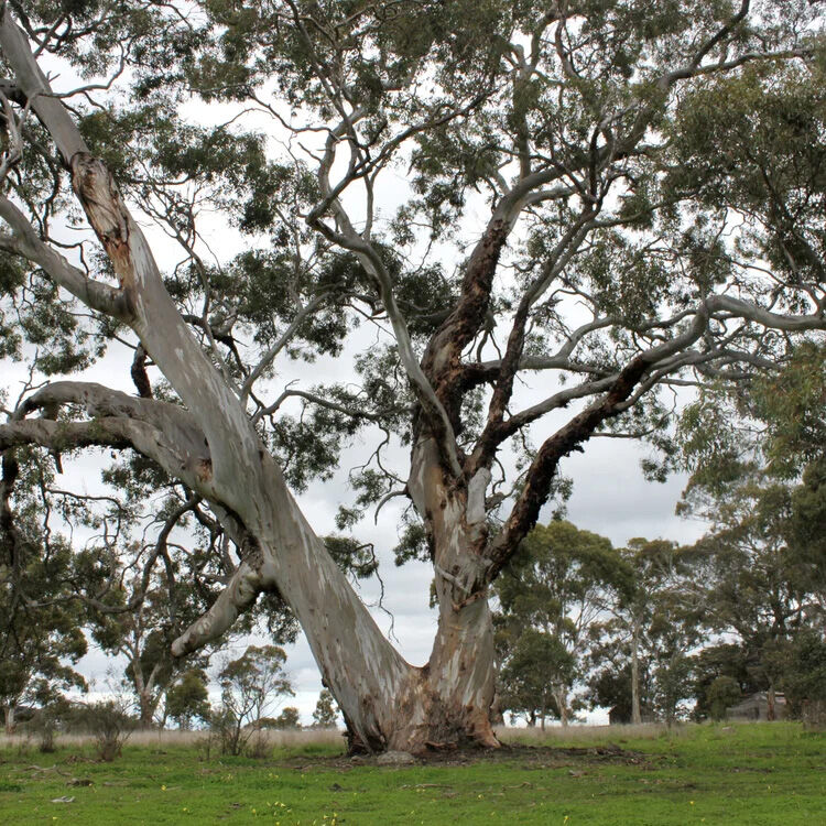 Moranghurk - Rural Accommodation Lethbridge Vic